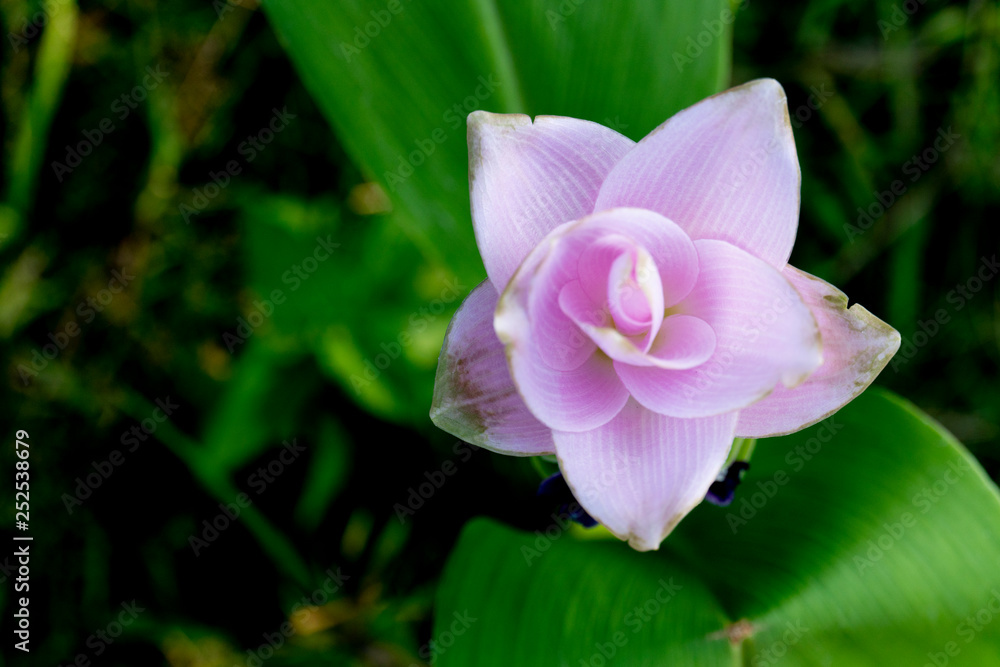 Obraz premium Pathumma or Siam Tulip Purple pink color on the tree top view at Thailand.