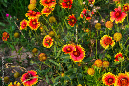 Wild flowers blossom in the park in summer