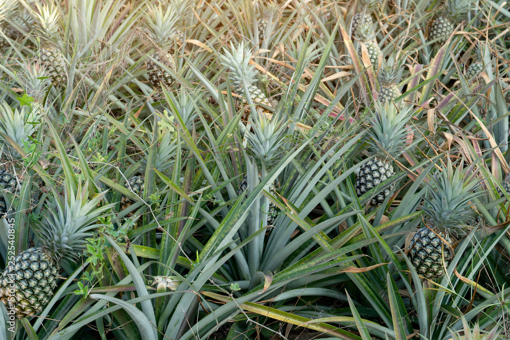 Agricultural occupation Pineapple Fruit on tree in plantation at Thailand. Agricultural occupation Pineapple Fruit on tree in plantation at Thailand.