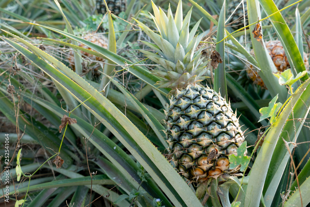 Agricultural occupation Pineapple Fruit on tree in plantation at Thailand. Agricultural occupation Pineapple Fruit on tree in plantation at Thailand.