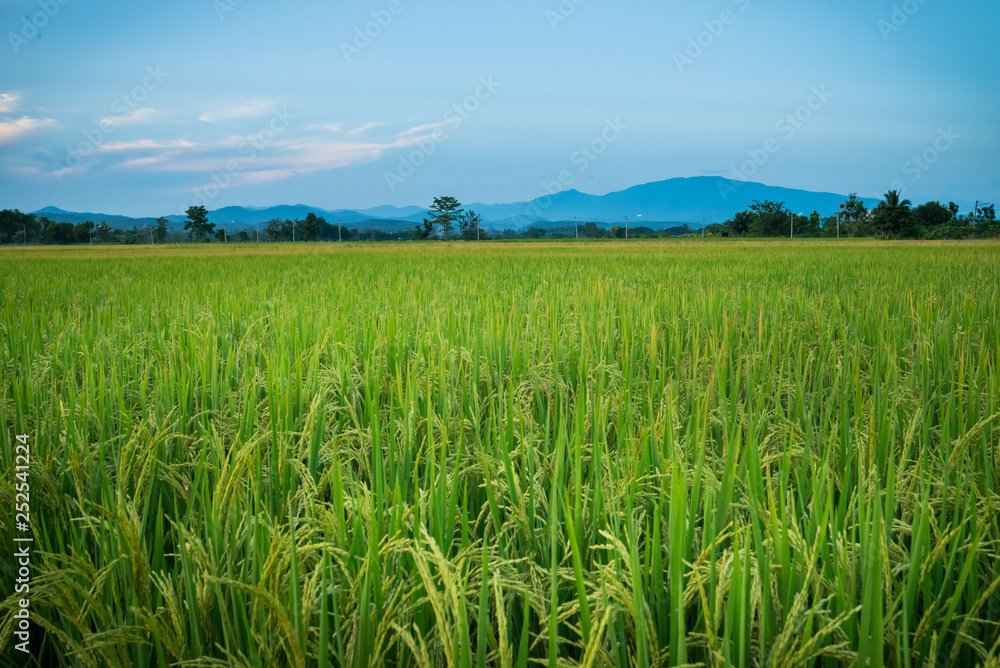 Landscape of rice green field with mountain in the background