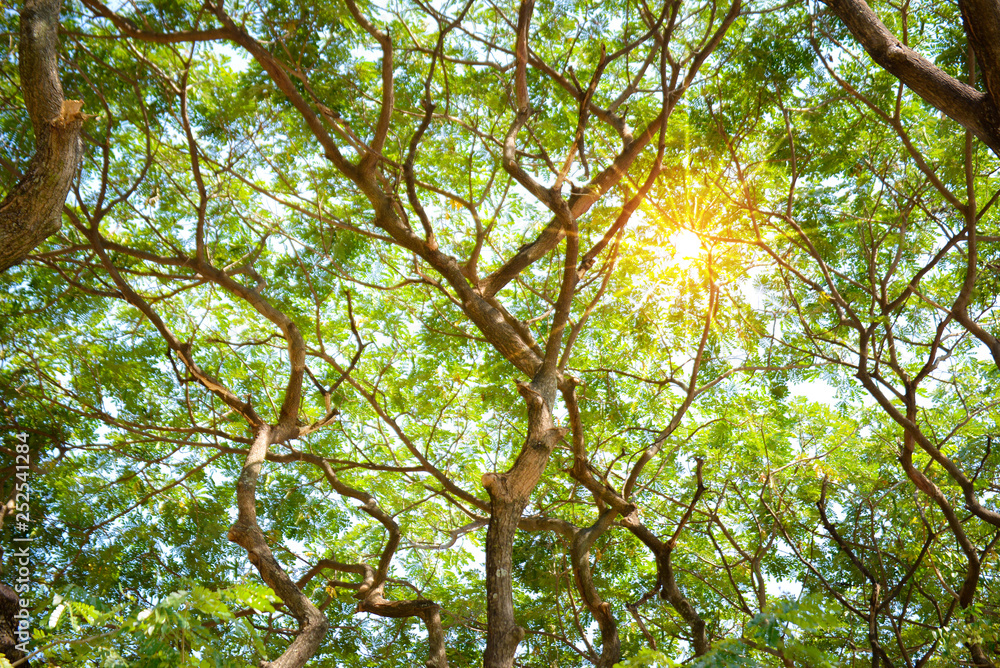 Fototapeta premium Tree branches background with light ray from the sun 