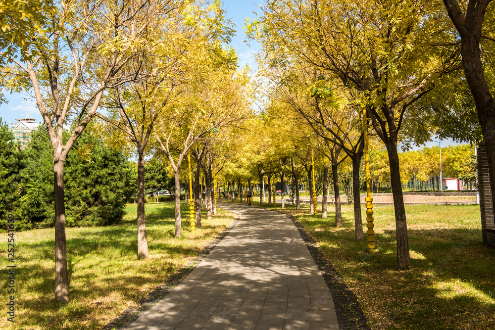 Urban Park Landscape in Autumn