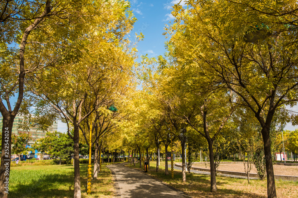 Fototapeta premium Urban Park Landscape in Autumn
