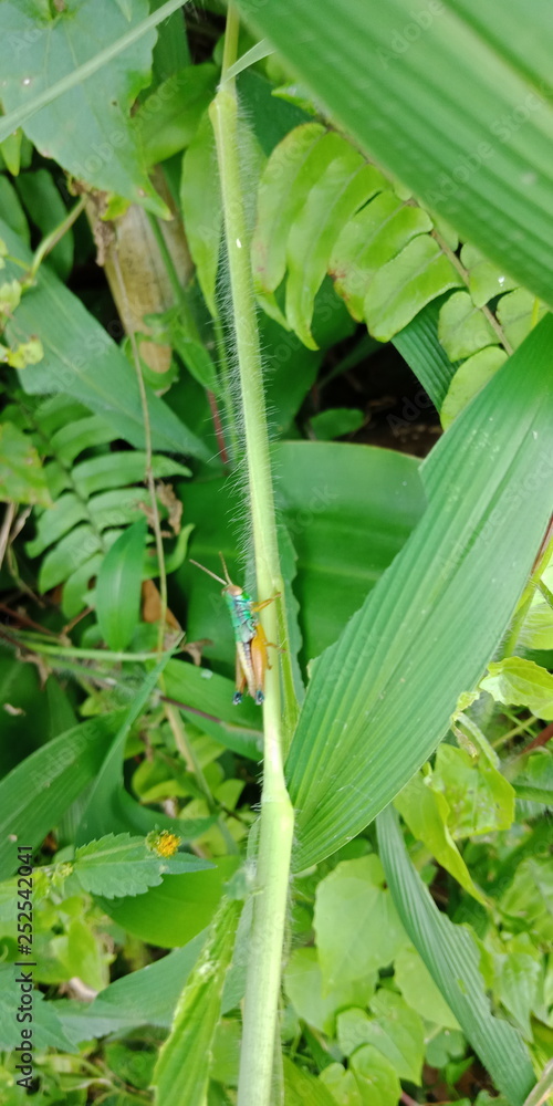 Obraz premium THE BEAUTIFUL GRASSHOPER
