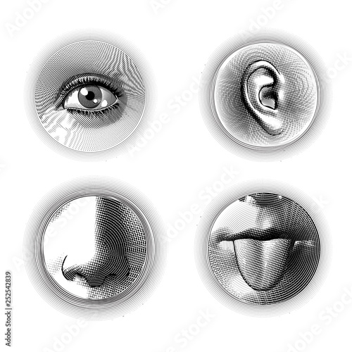 Four human senses engraving on white BG