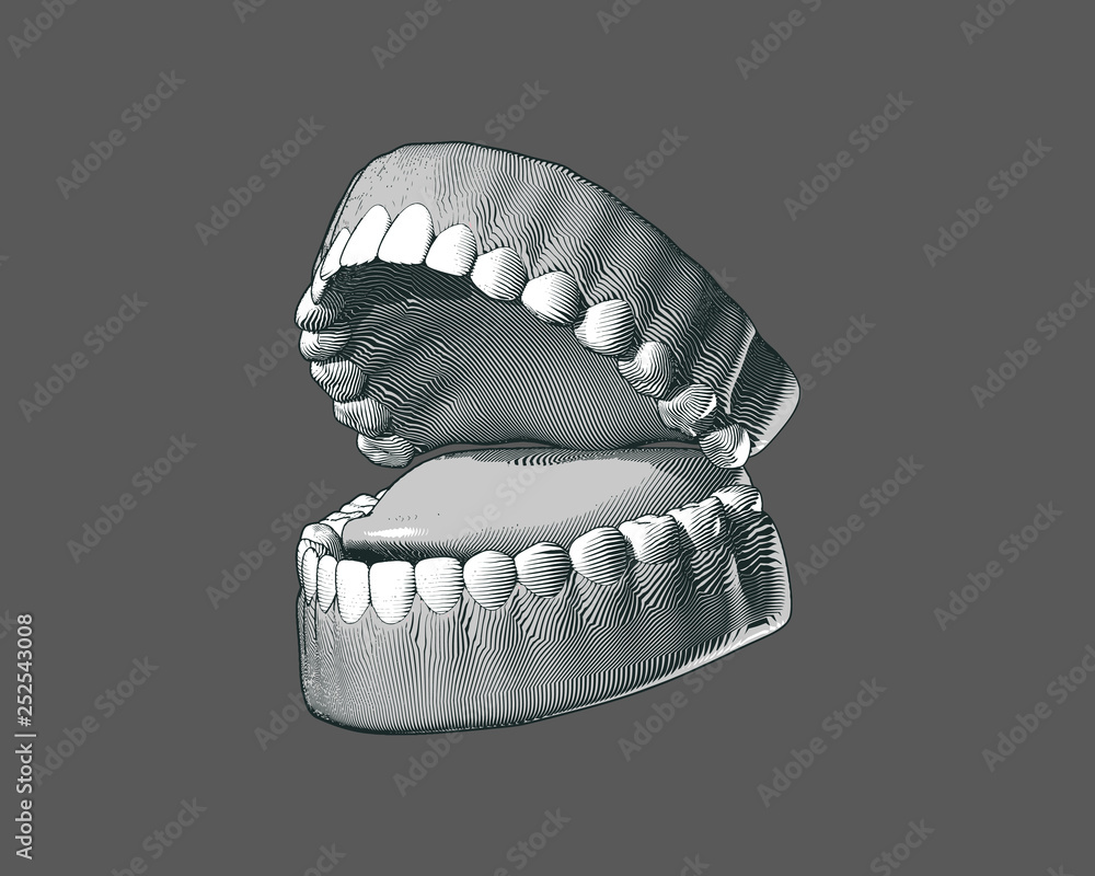 Engraving tooth and gum illustration on gray BG Engraving tooth and gum illustration on gray BG