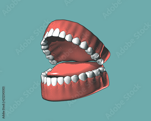 Engraving tooth and gum illustration on green BG