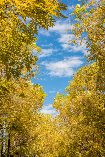 In autumn, yellow leaves against the background of blue sky and white clouds