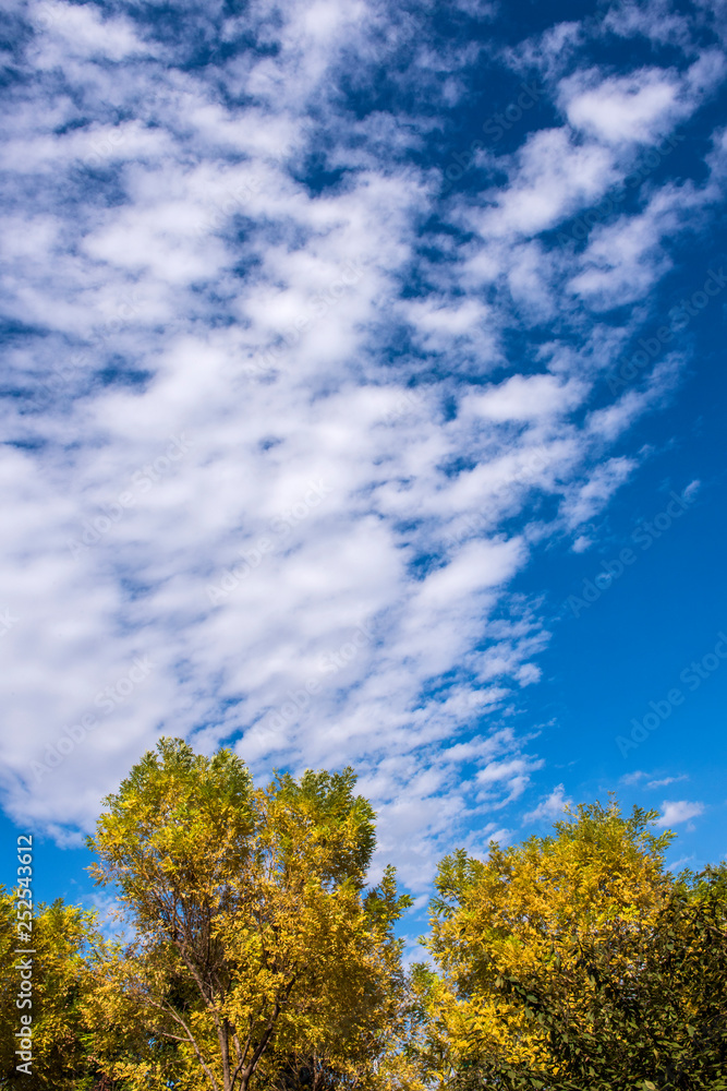 In autumn, yellow leaves against the background of blue sky and white clouds In autumn, yellow leaves against the background of blue sky and white clouds
