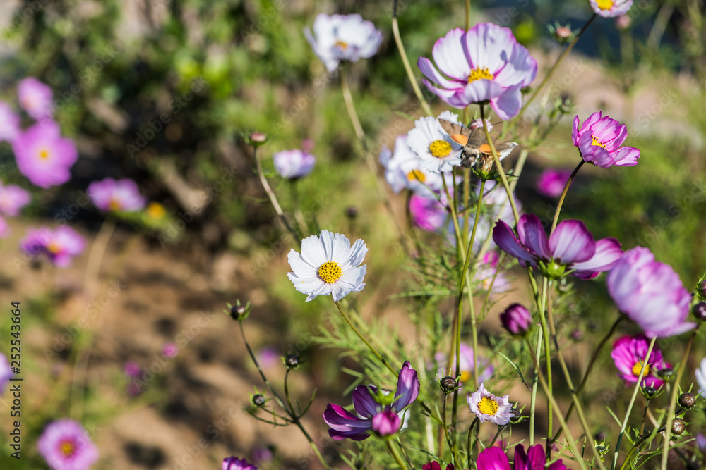 Obraz premium Hummingbird hawk moths on Gesang flowers fly and hunt in summer