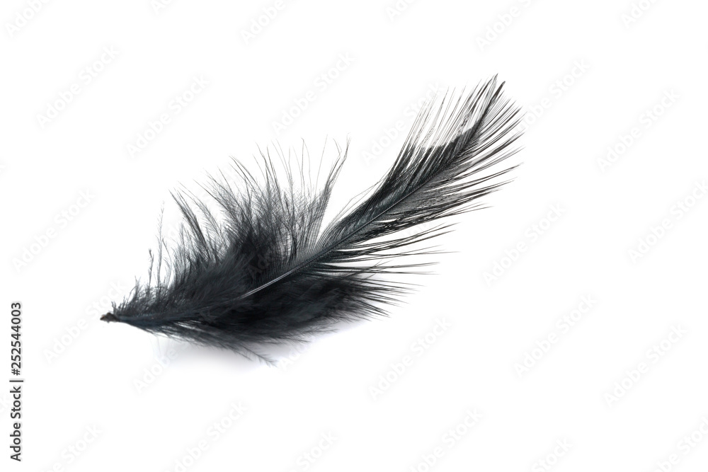 Black Feather isolated on white Black Feather isolated on white