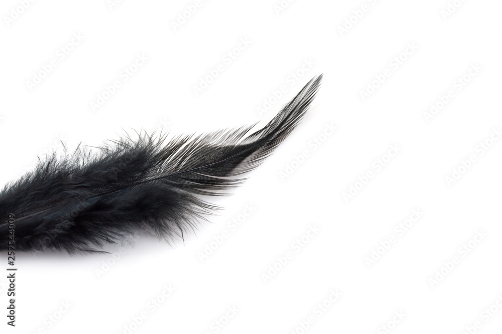 Black Feather isolated on white Black Feather isolated on white