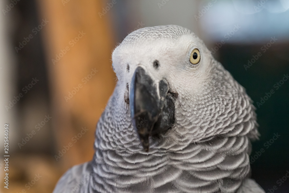 Fototapeta premium Face and eye of African Grey Parrot sitting on timber