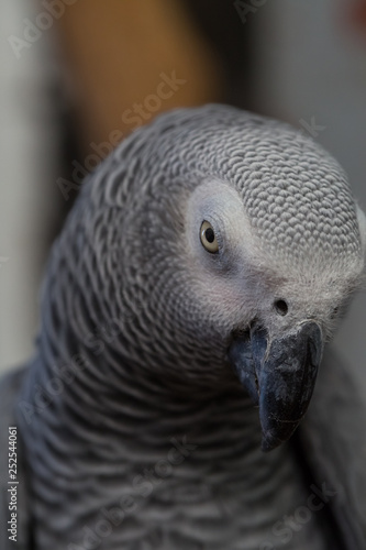 Face and eye of African Grey Parrot sitting on timber