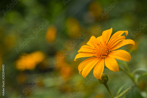 Yellow flower with green bokeh