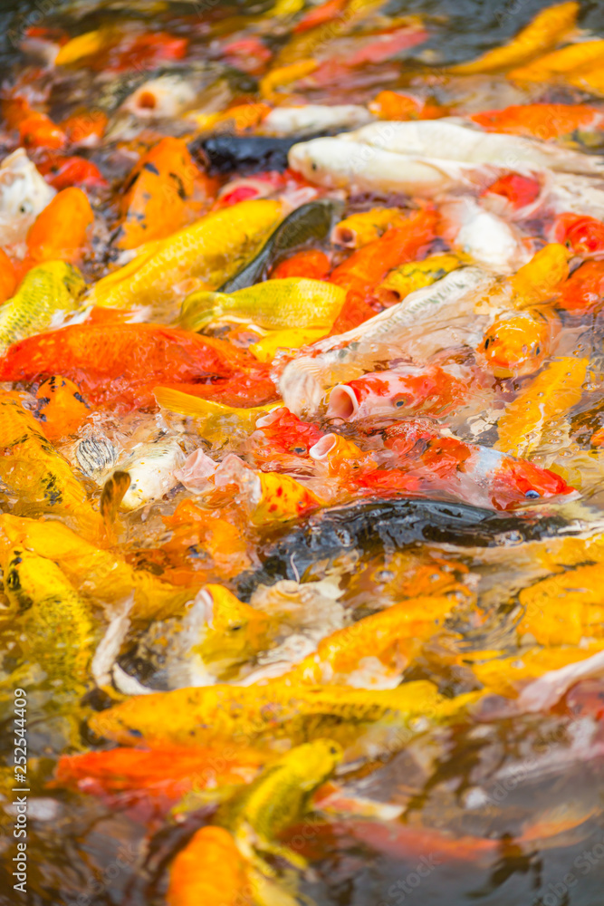 Colorful Koi fish swimming