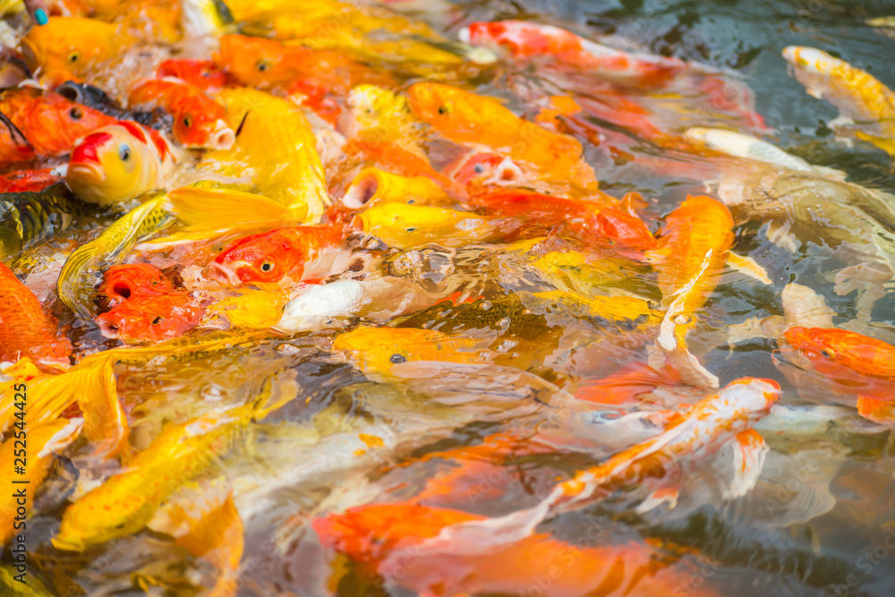 Colorful Koi fish swimming