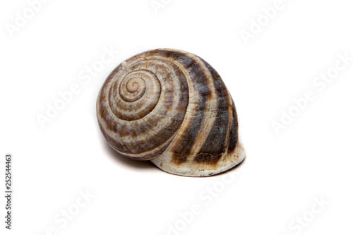 An isolated empty Garden Snail shell
