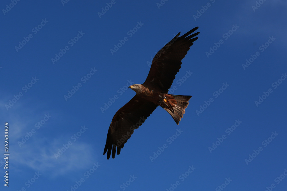 Aguila - Eagle Aguila - Eagle