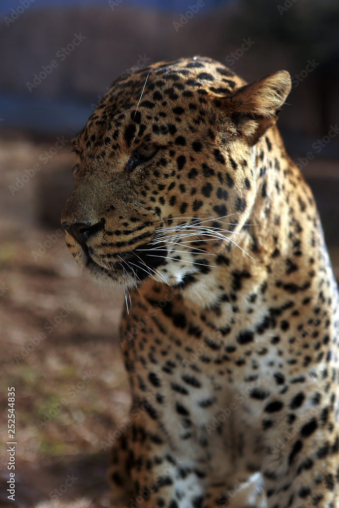 Guepardo - Leopardo - Guepard - Leopard Guepardo - Leopardo - Guepard - Leopard