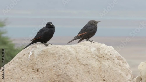 Tristram's grackle standing on a Rock photo