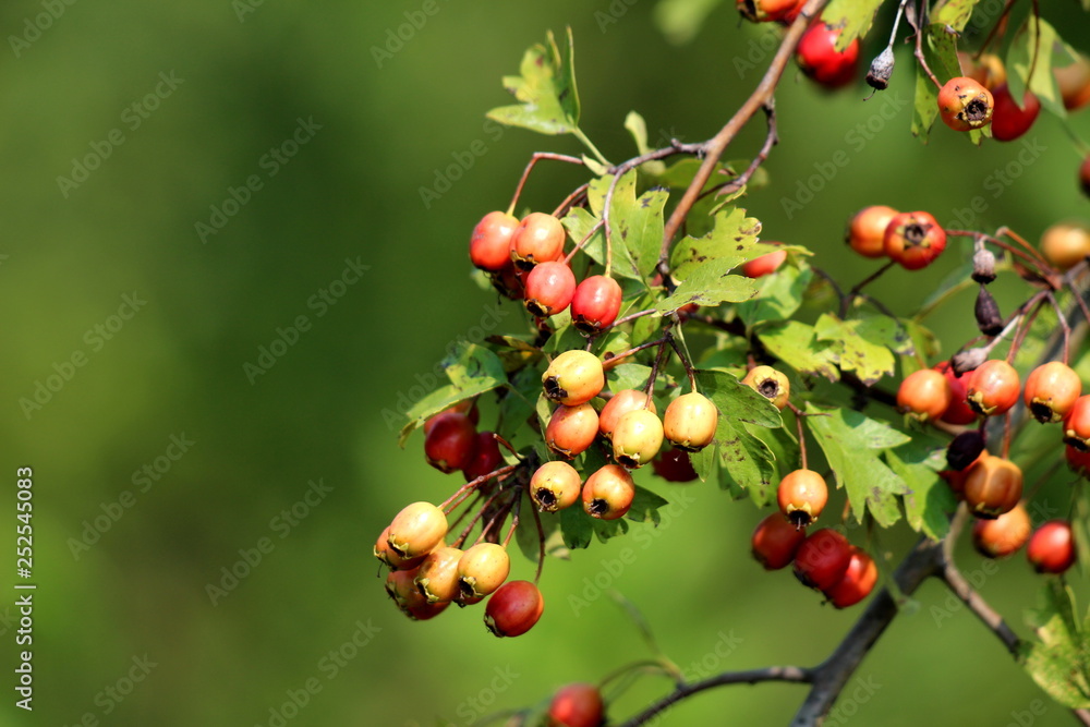 Rose hip or Rosehip or Rose haw or Rose hep multiple accessory orange to red fruit of rose plant growing from single branch surrounded with green leaves on warm sunny day