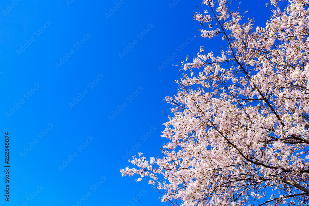 Pink Cherry Blossom against Blue Sky, Background Pink Cherry Blossom against Blue Sky, Background