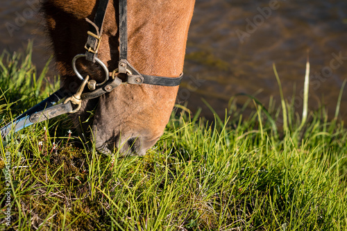 Grazing horse