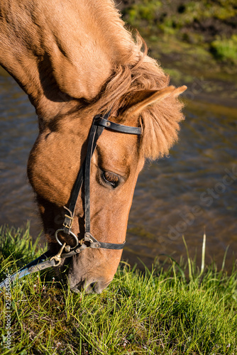 portrait of a horse