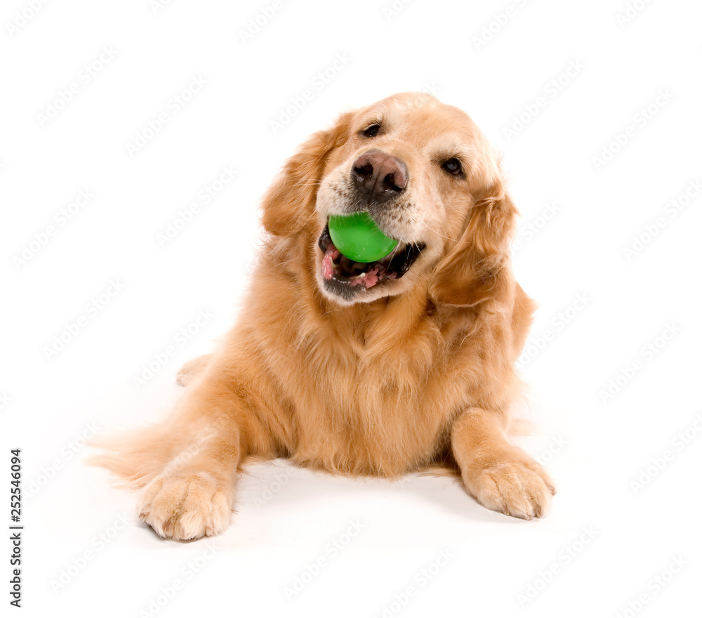 An Adult Golden Retriever Isolated on white background An Adult Golden Retriever Isolated on white background