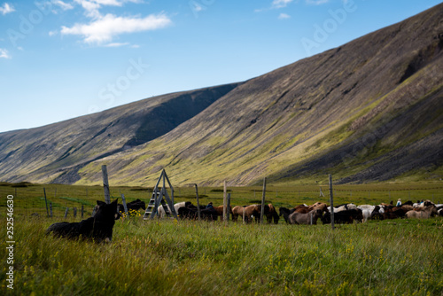 Dog and herd of horses
