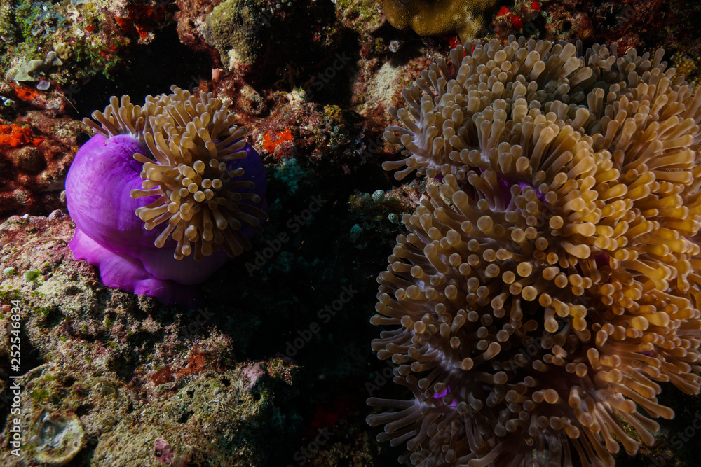 Anemone Fish and Coral at the Maldives Anemone Fish and Coral at the Maldives