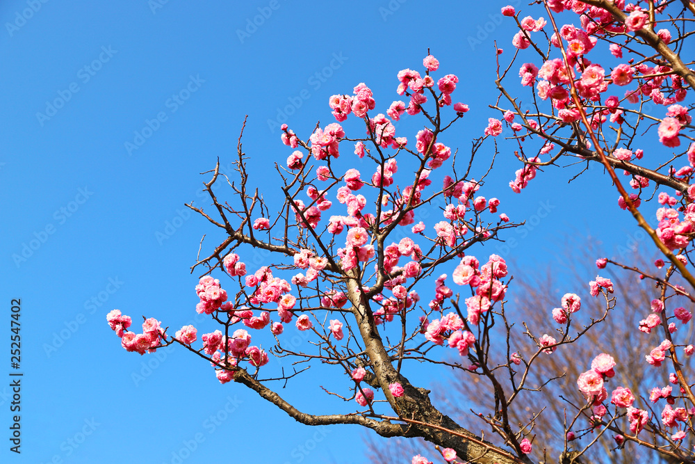 【日本の春】満開の八重梅の花（紅梅）