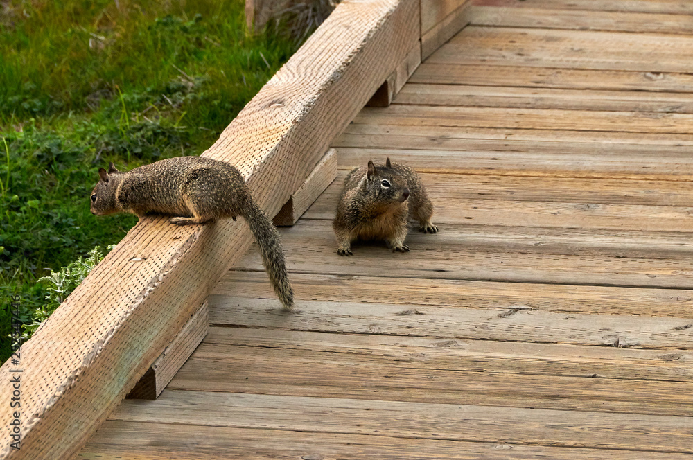 squirrels on boardwalk trail