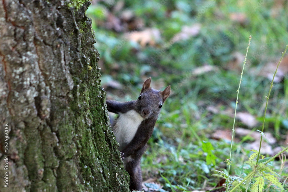 Small curious squirrel peeking behind large tree and looking at camera in local park on warm sunny day Small curious squirrel peeking behind large tree and looking at camera in local park on warm sunny day