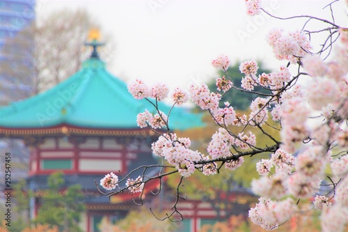 Fototapeta Naklejka Na Ścianę i Meble -  Hanami at Ueno park in Tokyo, Japan