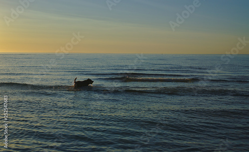 Dog silhouette swimming in sea during sunset