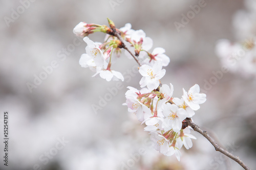 中目黒の桜 © タカハシサトシ