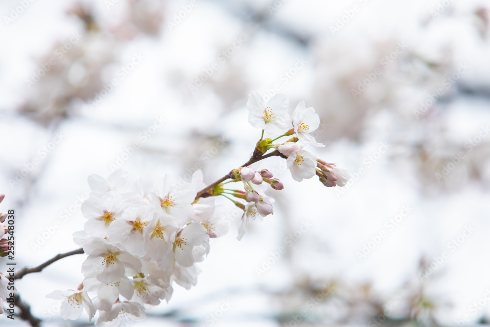 中目黒の桜