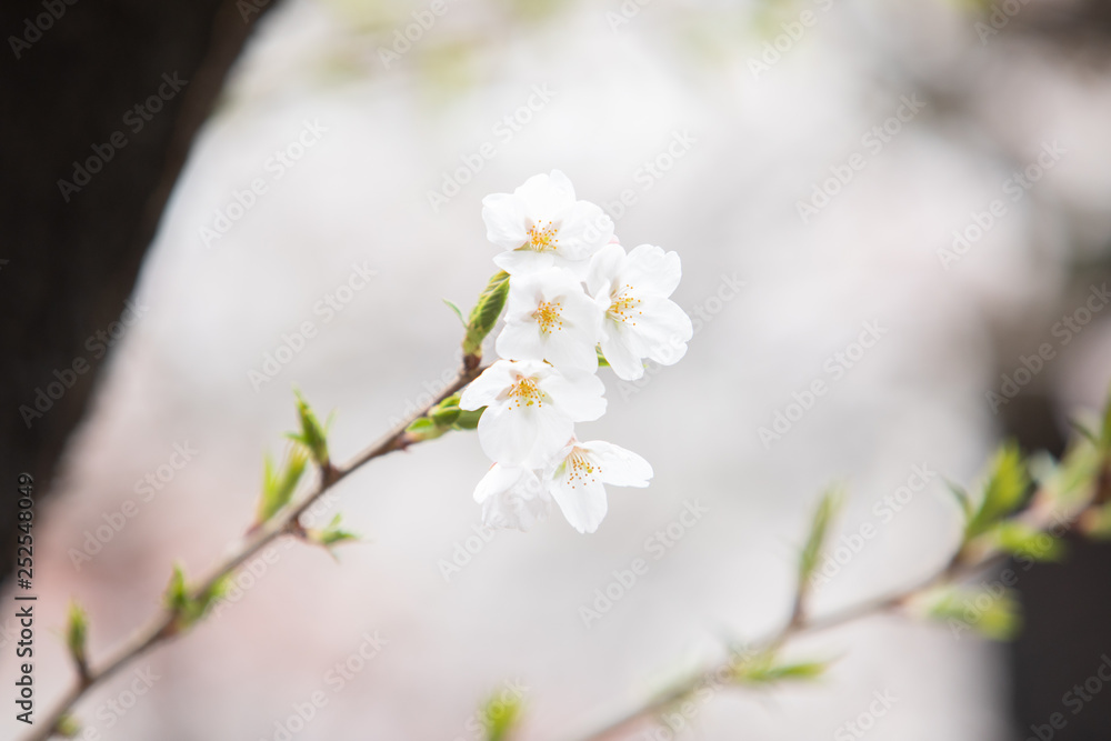 Obraz premium 中目黒の桜