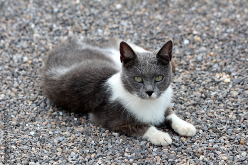 Small young white and grey cute domestic cat resting on gravel in backyard and looking curiously directly to camera on warm sunny day