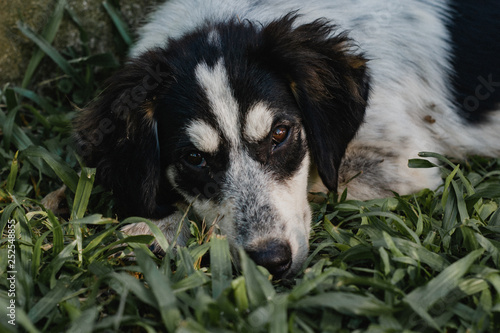 portrait of a dog