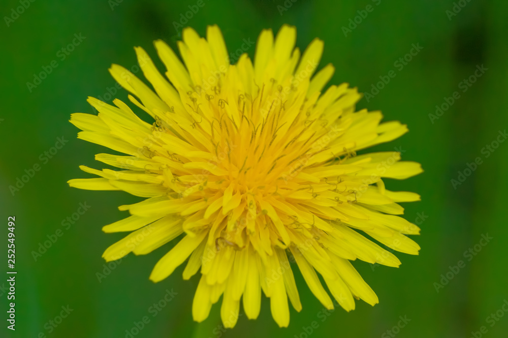 Closeup of a dandelion with green background Closeup of a dandelion with green background