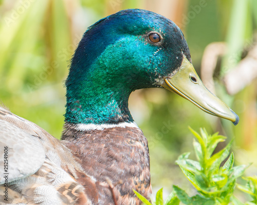 Closeup of a male mallard duck with iridescent green head - taken in the Wood Lake Nature Center in Minnesota 