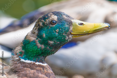 Closeup of a likely juvenile male mallard duck molting feathers starting to get an iridescent green head - taken in the Wood Lake Nature Center in Minnesota 