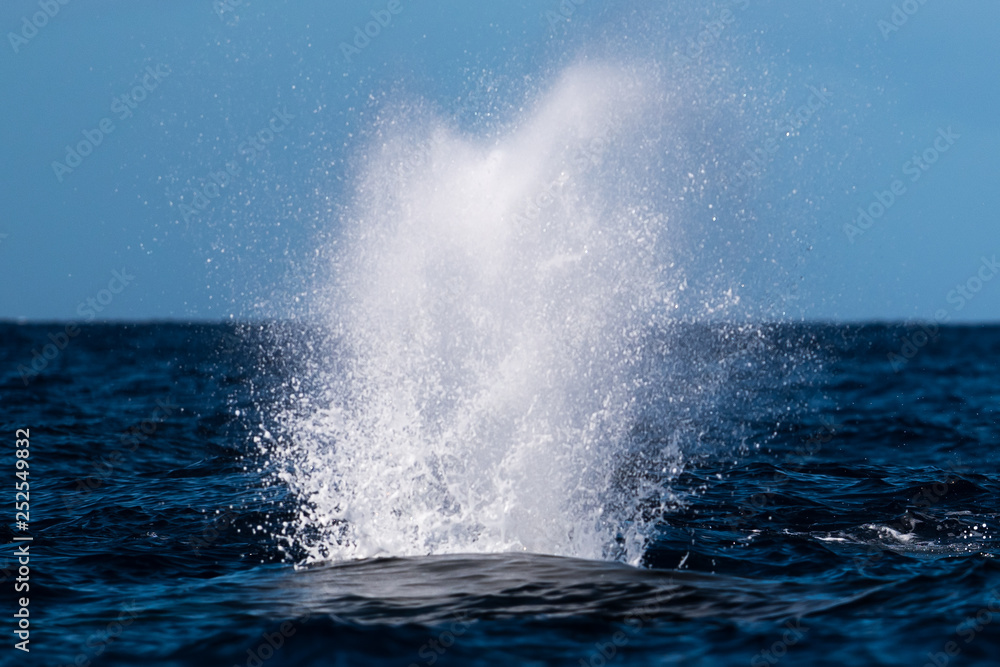 Naklejka premium Humpback whale blowing or spouting.