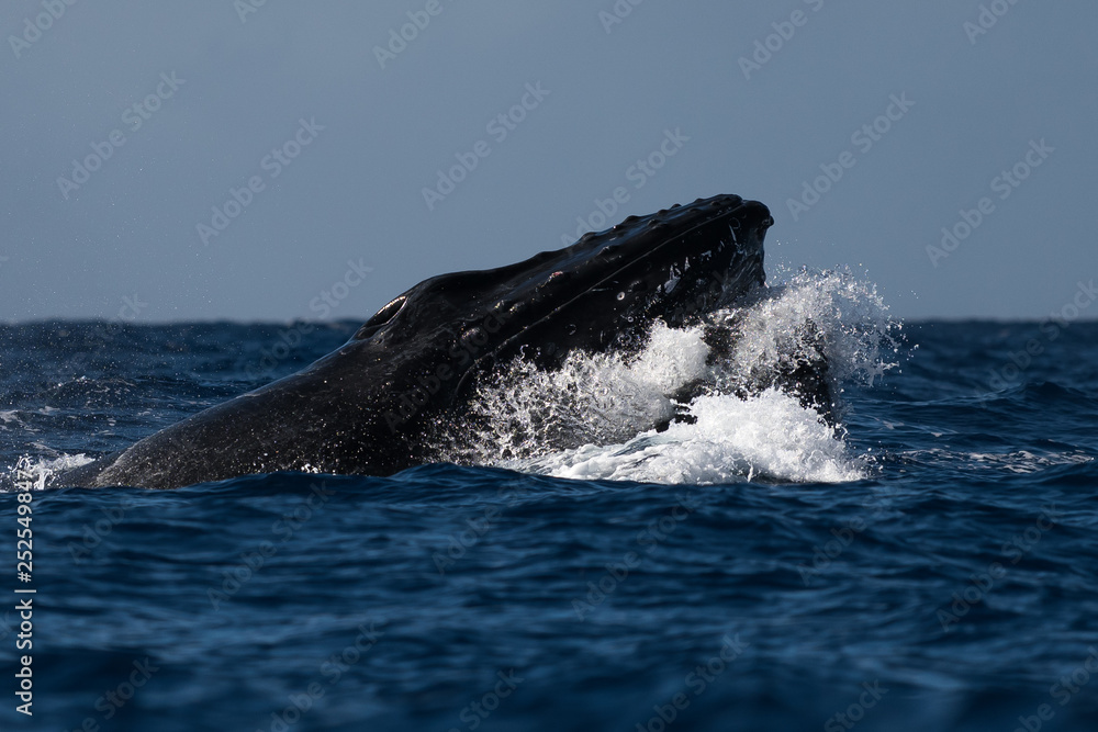 Obraz premium Humpback whale head lunge.