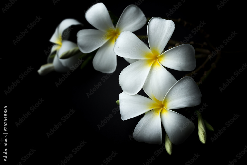 Naklejka premium White Plumeria or frangipani in black background theme
