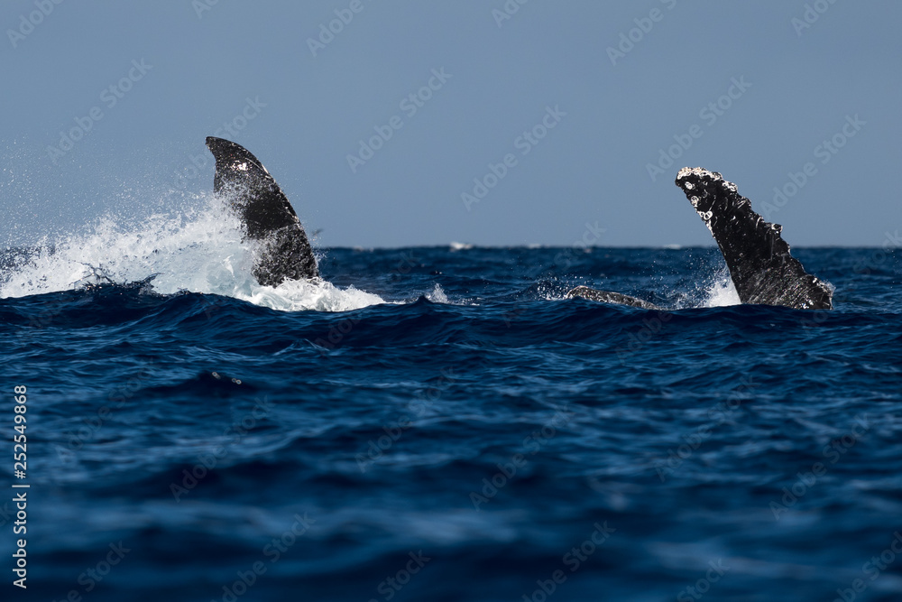 Fototapeta premium Humpback whale pectoral fin.